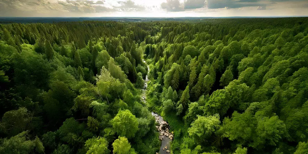 KURZ focuses on sustainable supply chains without deforestation