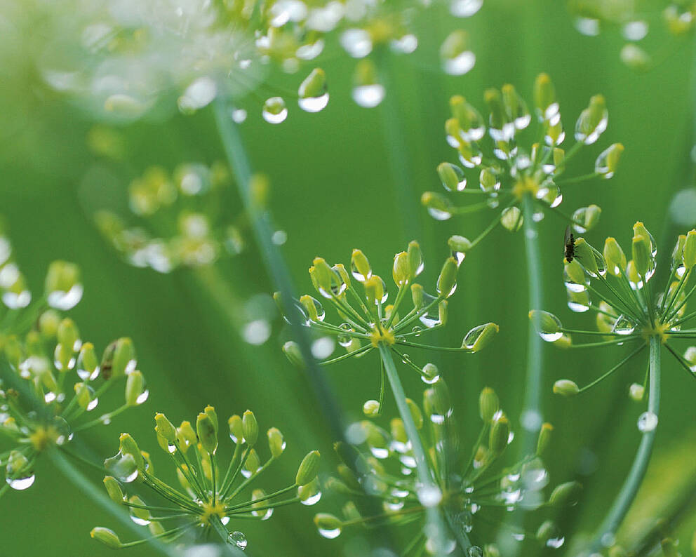 Plants with morning dew: Symbol for the KURZ environmental management system